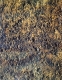 Rust