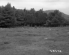 Trees by Field