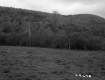 Trees on Mountain