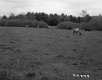 Cows in Field