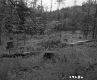 Fallen Trees