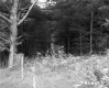 Fence by Forest