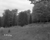Trees on Hill