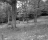 Trees on Hill