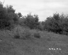 Shrubs on Hill