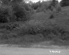 Shrubs by Road