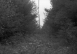 Wire in Woods