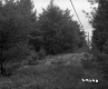 Wire in Woods