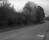 Trees by Road