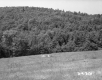 Wooded Hill