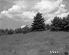 Field with Trees