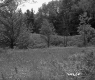 Flowers and Trees