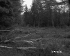 Fallen Birch Trees