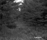 Trees and Ferns