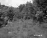 Trees and Flowers