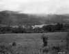 Fog by Field