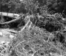 Fallen Trees
