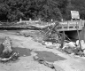 Fallen Trees