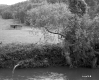 Tree by River