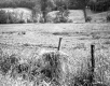 Wood Posts in Field