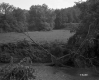 Trees by River