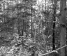 Forested Terrain in Barnet 1