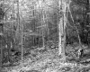 Forested Terrain in Barnet 2
