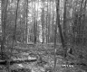 Forested Terrain in Barnet 3