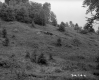 Hilly Terrain with Stand of Conifers