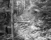 Tree Fellings and Steep Terrain in Barnet Forest