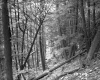 Tree Fellings and Steep Terrain in Barnet Forest 2