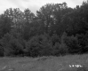 Small Conifers Bordering Meadow in Barnet