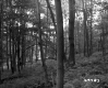 Thin Forest in Barnet