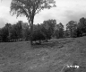 Field and trees