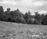 Field and trees