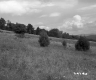Field and trees