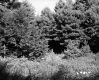 Coniferous Trees