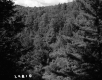 Wooded Hill