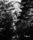 Coniferous Trees