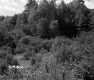 Forest Area