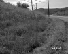 Grass by Road