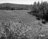Field with Trees