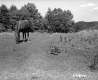 Horses in Field