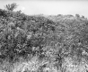 Field with Plants