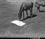 Horse in Field