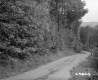 Trees by Road