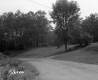 Grass by Road