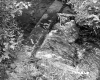 Beam in Stream