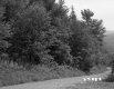 Trees by Road
