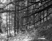 Slope with Trees